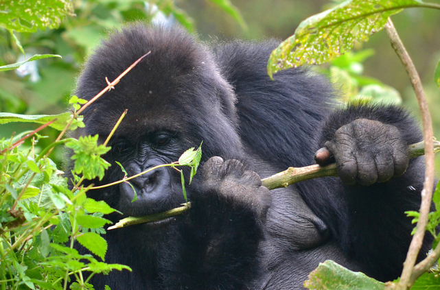 Gorillas in Volcanoes National Park