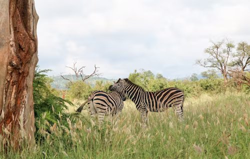 Lake Mburo