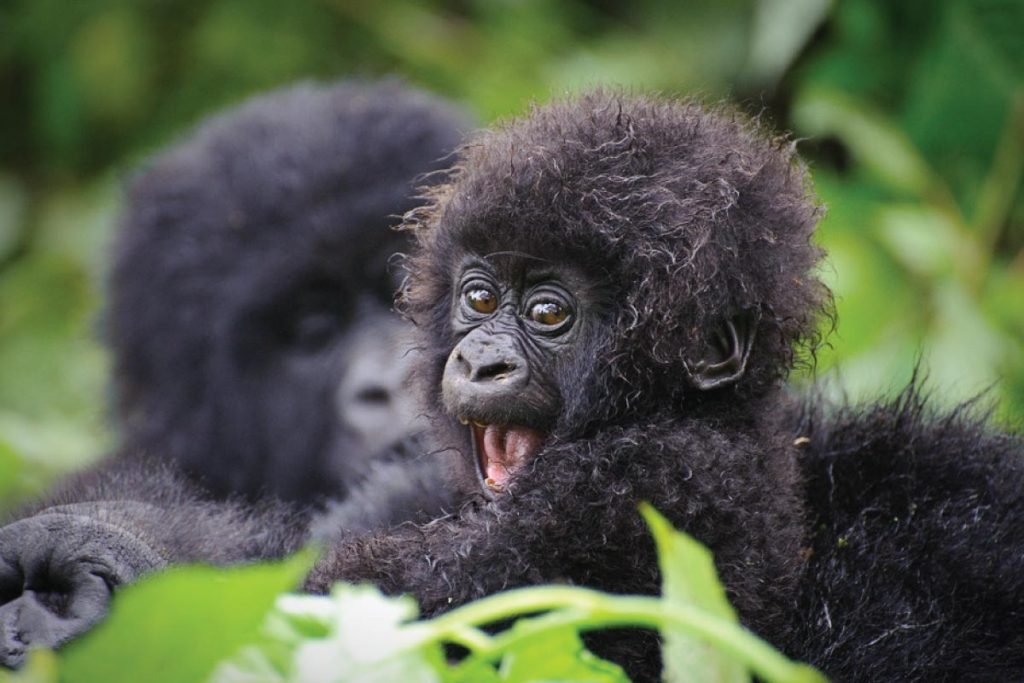 Gorilla Trekking in Bwindi
