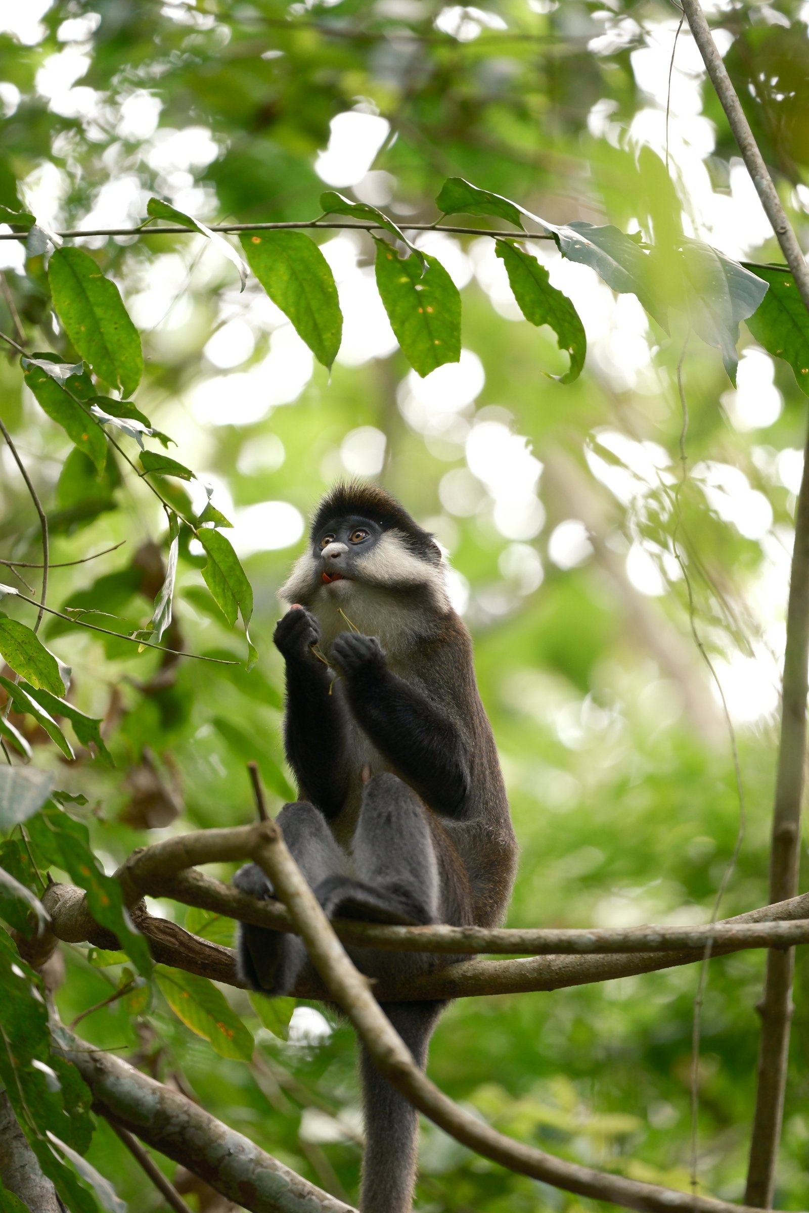 Kibale Forest National Park